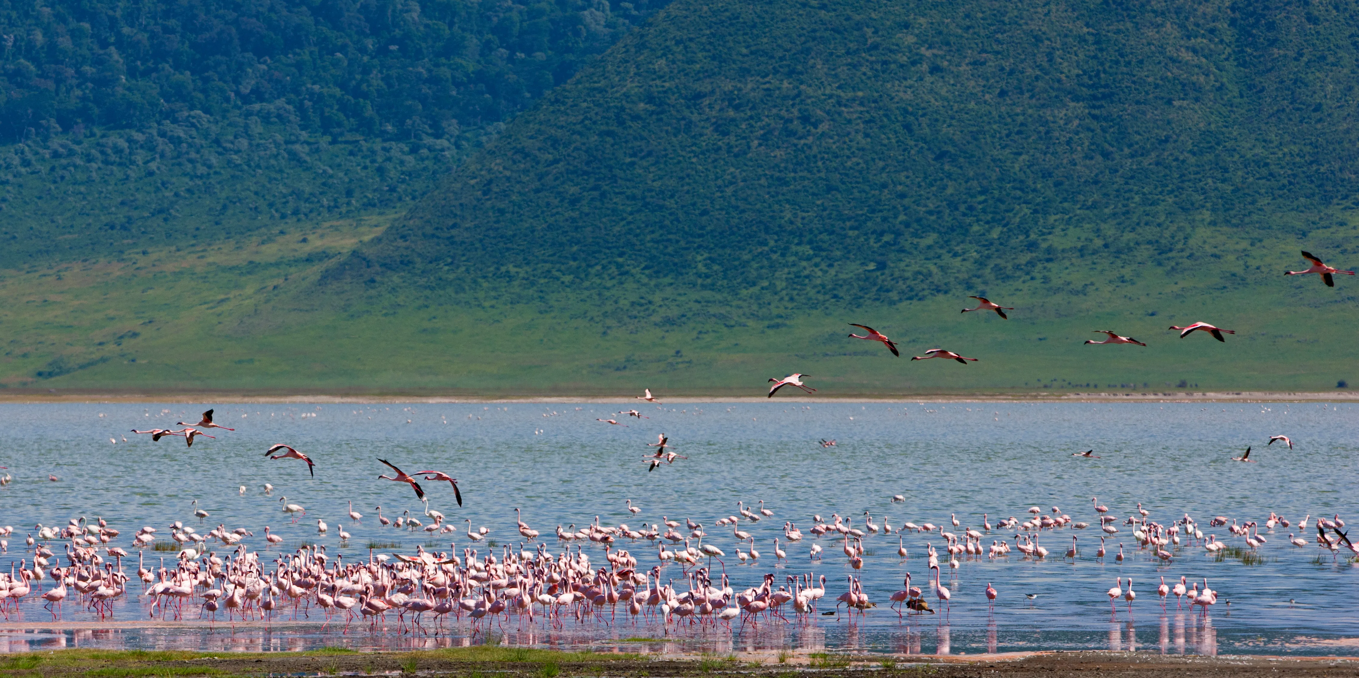 Flamingo colony in the ngorongoro crater tanzania