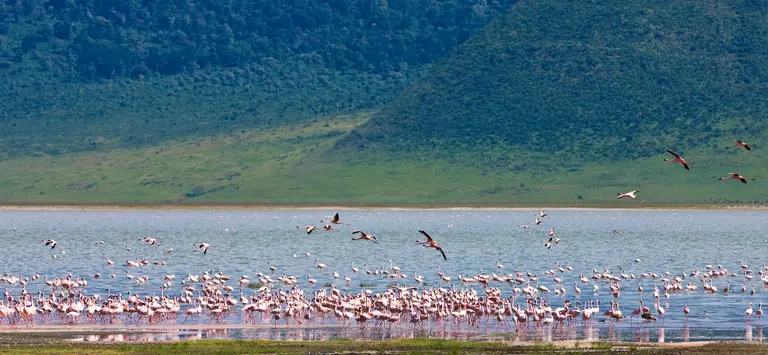 Flamingo colony in the ngorongoro crater tanzania