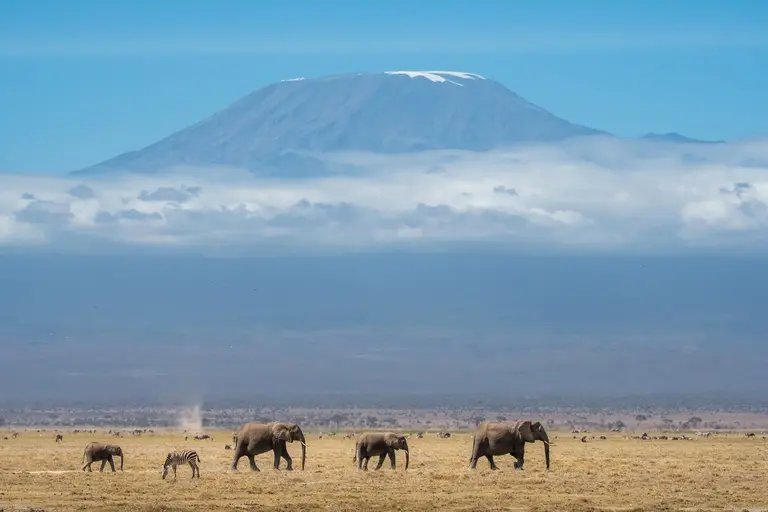 Group of majestic elephants strolling gracefully a