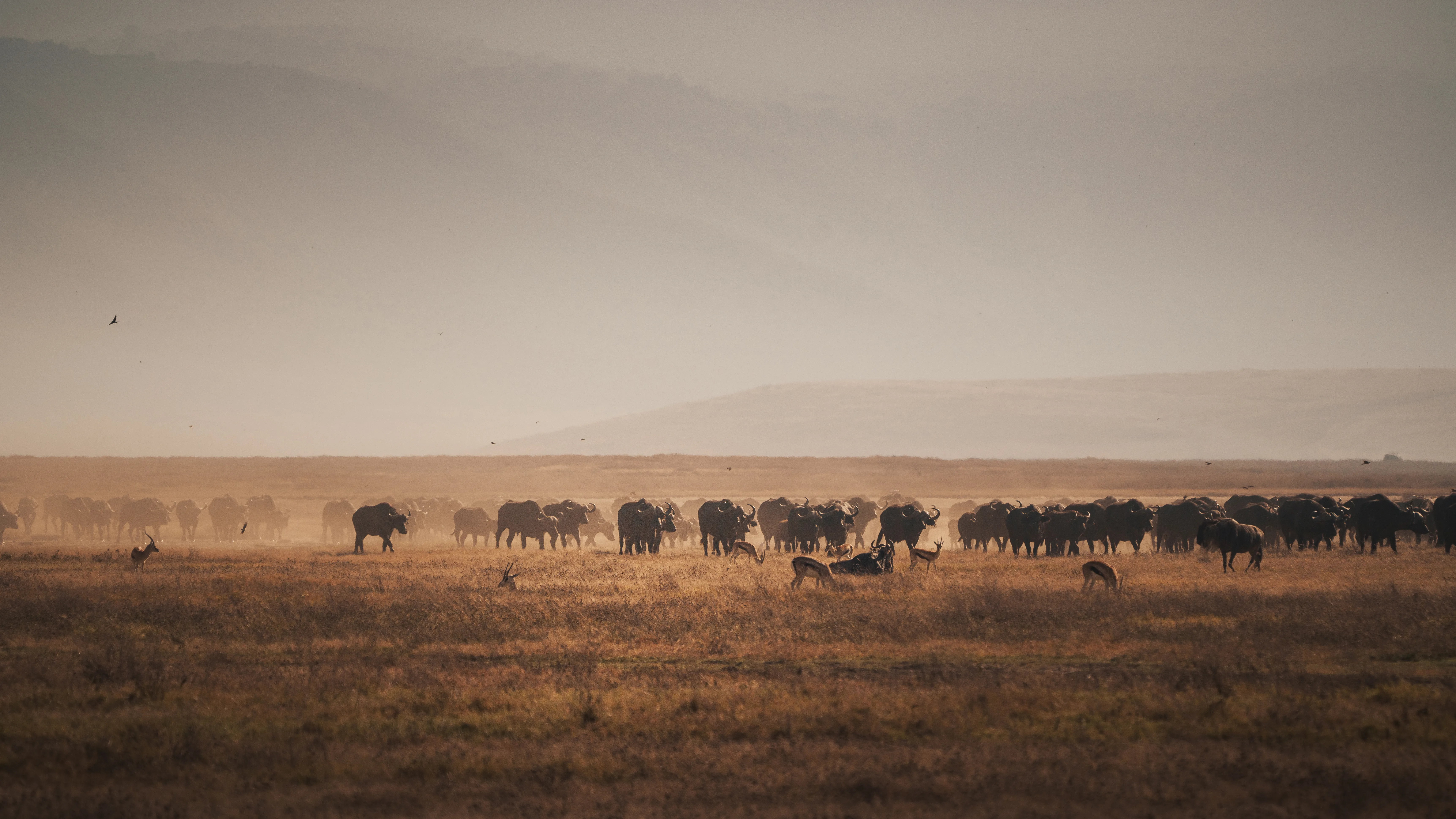Herd of african buffaloes grazing in ngorongoro cr