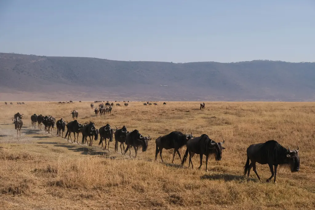 7 Days Great Migration Calving Safari - photo 2