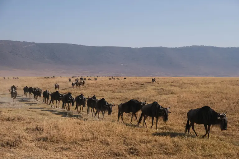 Herd of wildebeests walking in a row in the ngoron