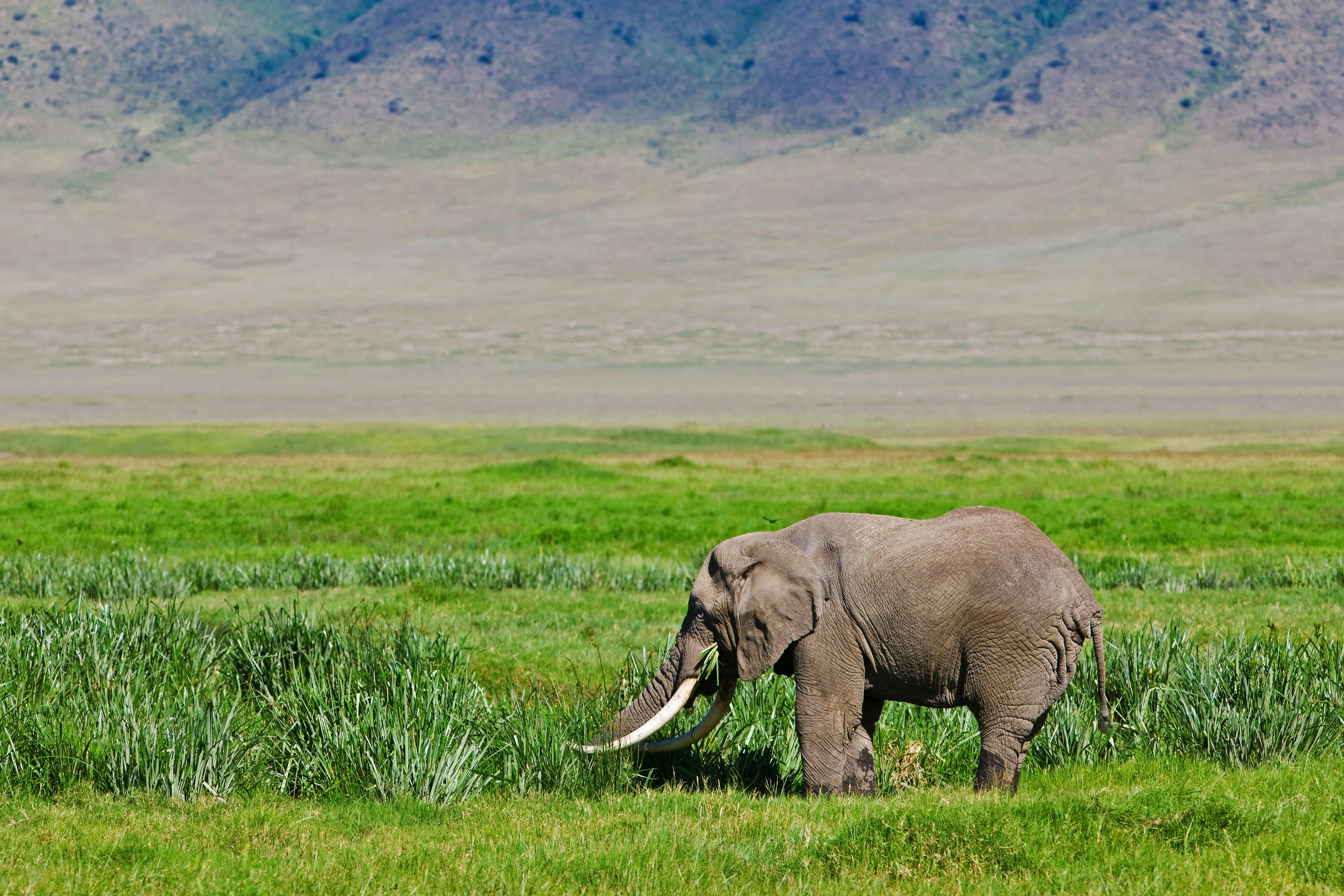 Huge african elephant bull in the ngorongoro crate