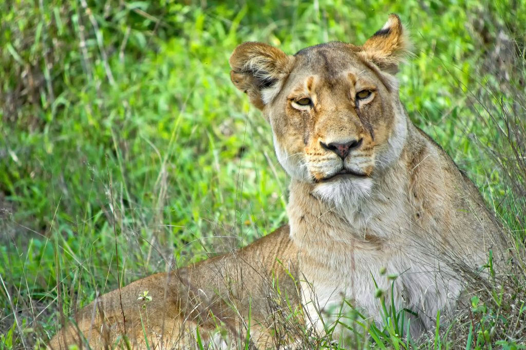 6 Days Family Lodge Safari – Tarangire, Serengeti & Ngorongoro