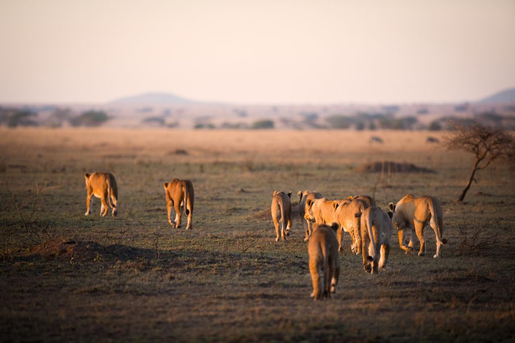 6 Days Family Mid-range Safari – Tarangire, Serengeti & Ngorongoro
