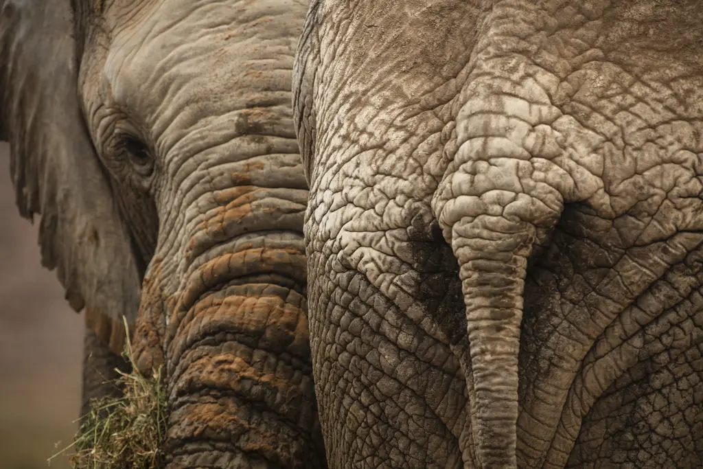 3 Days Lake Manyara & Tarangire Safari - photo 4