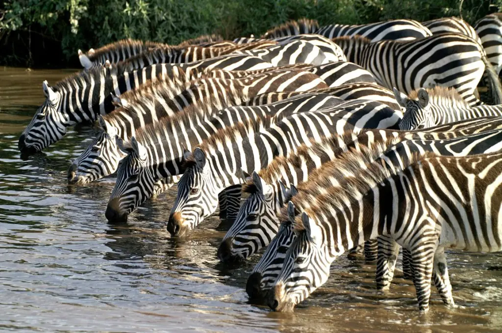 Mikumi National Park