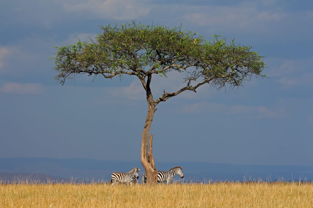 5 Days Kenya Rift Valley Safari – Masai Mara & Lake Nakuru - photo 4