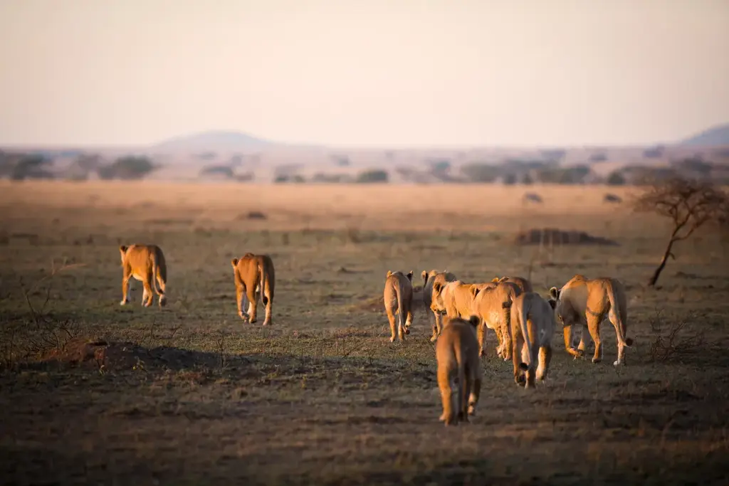7 Days Great Migration Calving Safari - photo 3