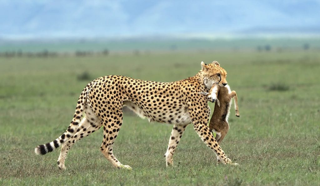 6 Days Serengeti Fly-In Safari