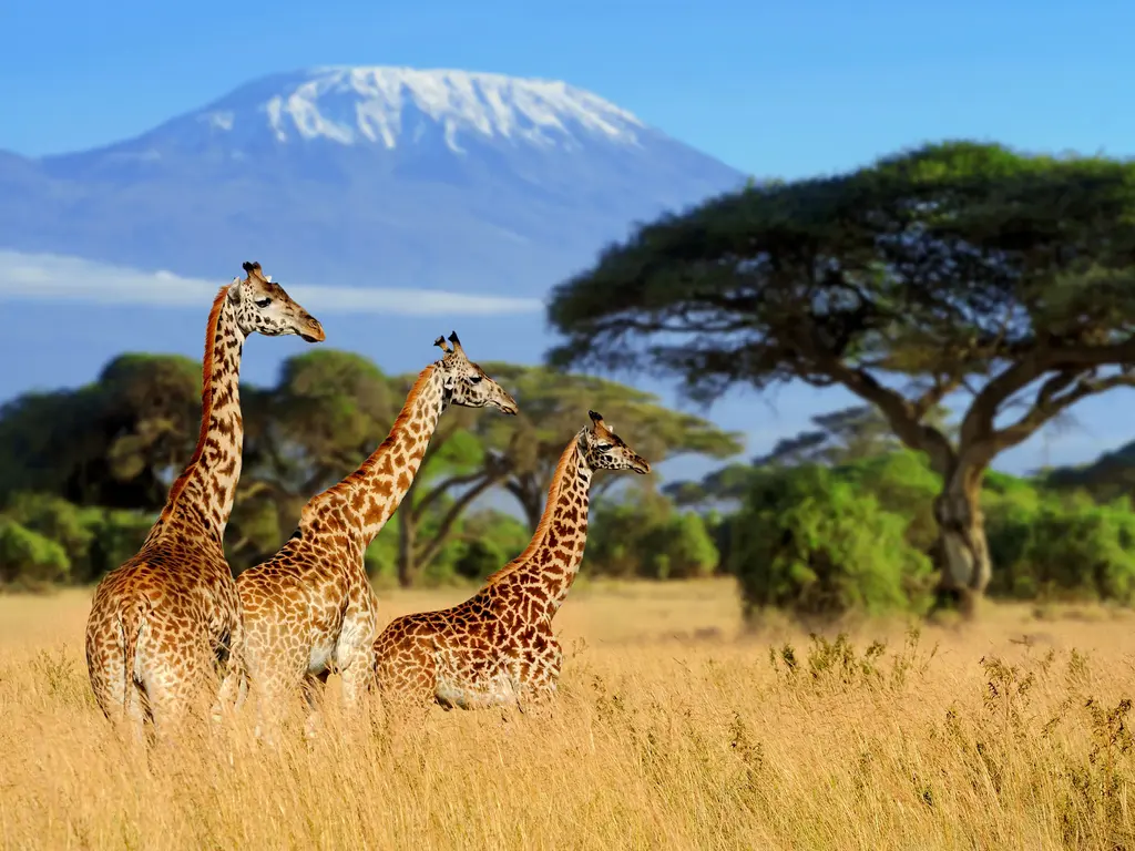 Two Giants, One Trip: Why Kilimanjaro and the Serengeti Belong Together