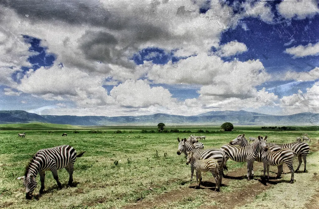 7 Days Kenya Rift Valley Safari – Masai Mara, Lake Nakuru & Tsavo - photo 3