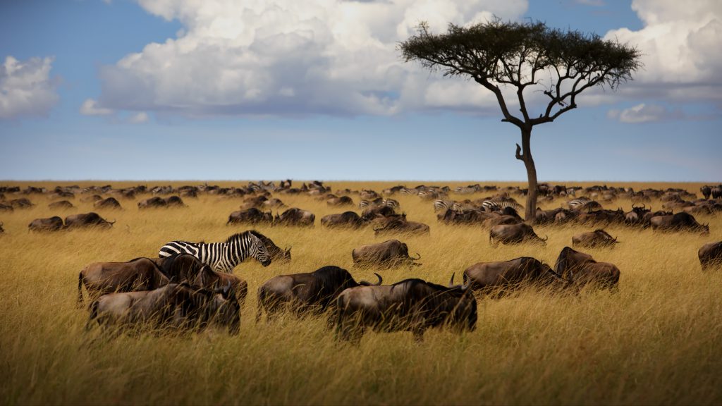 Planning a tailor-made Tanzania journey
