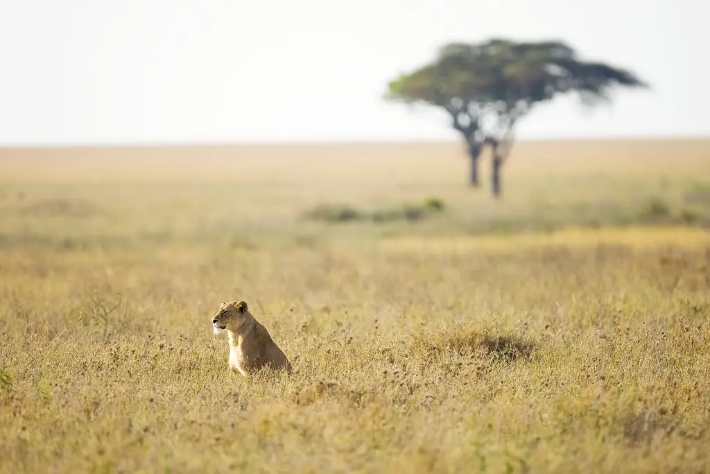 September - safari season in Tanzania