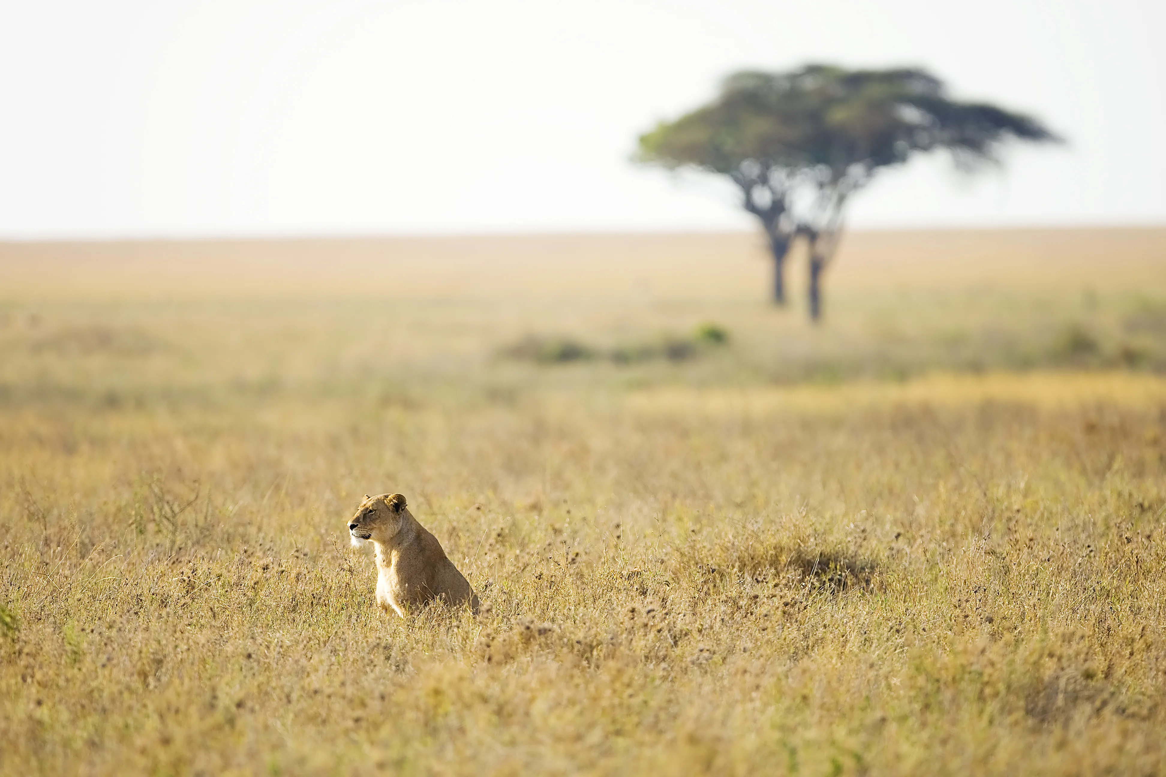 Safari
