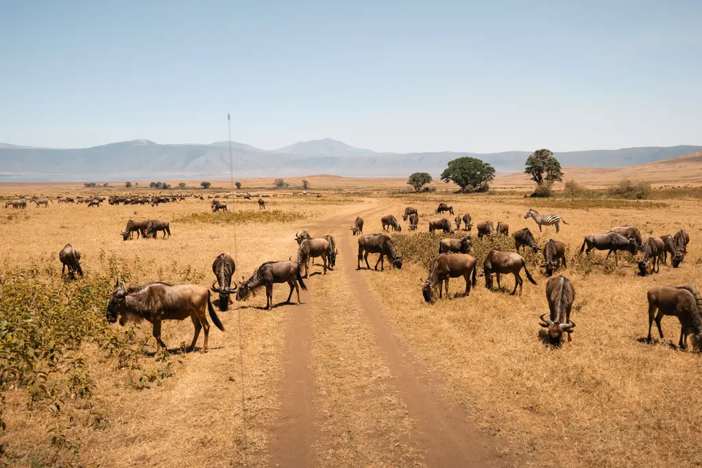 7 Days Kenya Rift Valley Safari – Masai Mara, Lake Nakuru & Tsavo - photo 5