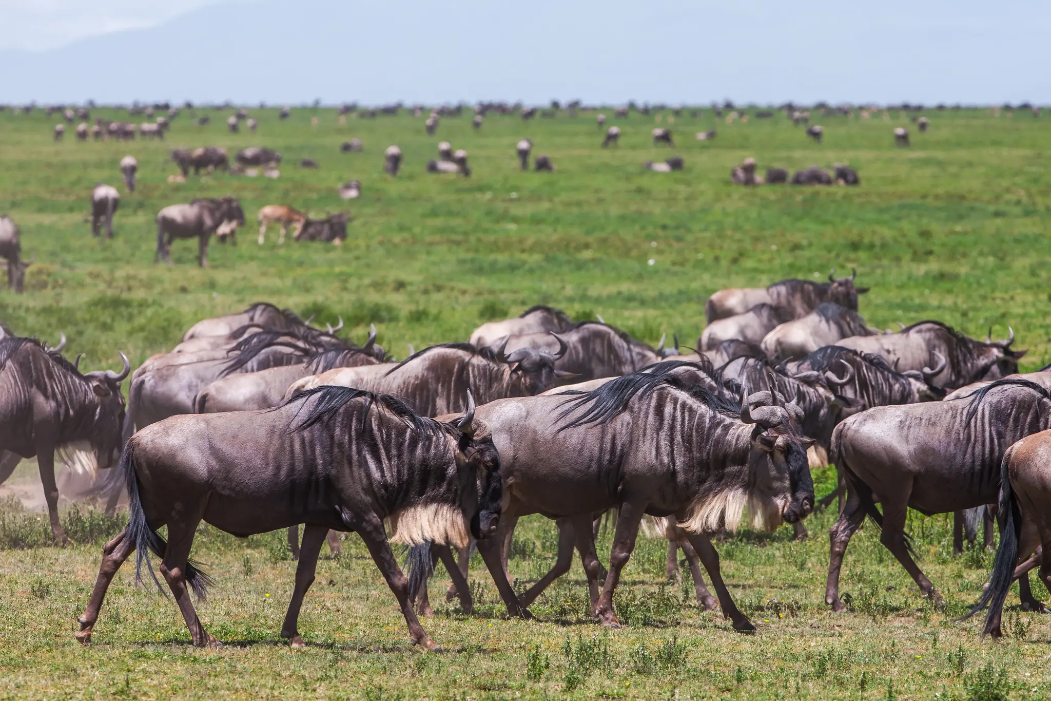 Wildebeests in the serengeti national park tanzan