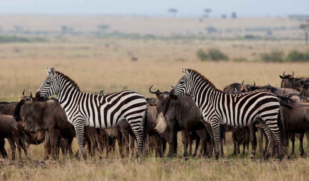 7 Days Great Migration Calving Safari