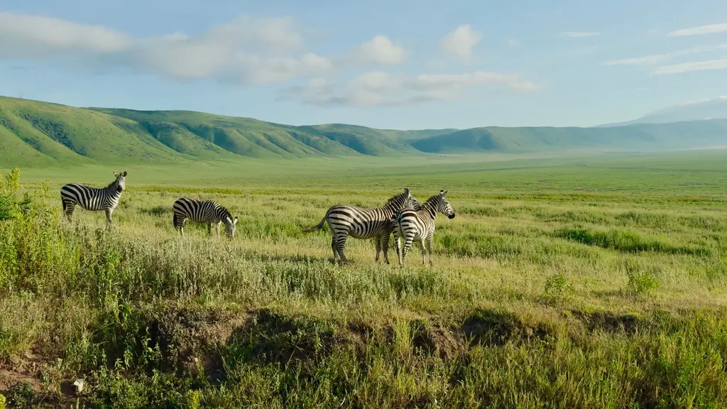 Zebras grazing in the lush green plains of ngorong
