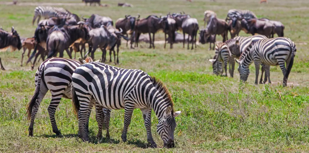 May - safari season in Tanzania
