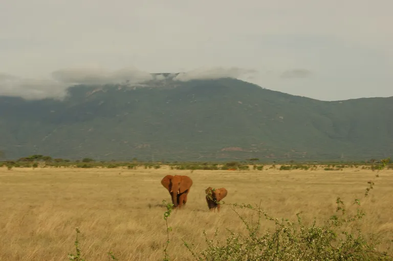 Elephants on the plains below the slopes of Kilimanjaro