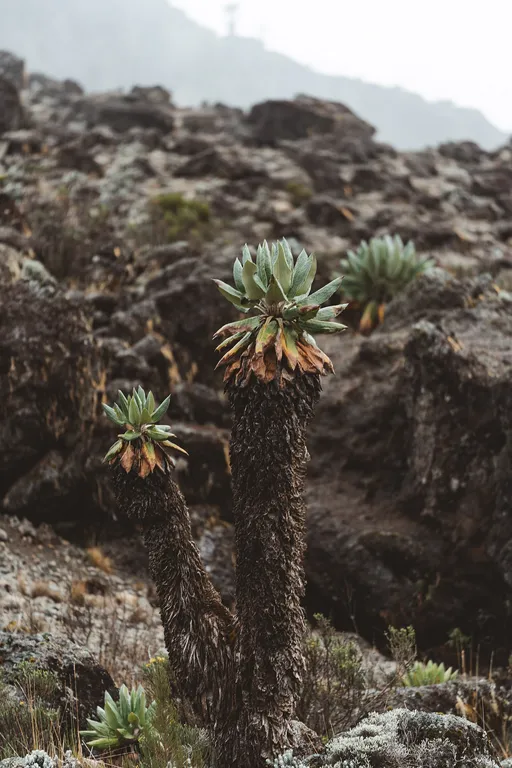 Giant groundsel (Dendrosenecio kilimanjari) on Mount Kilimanjaro