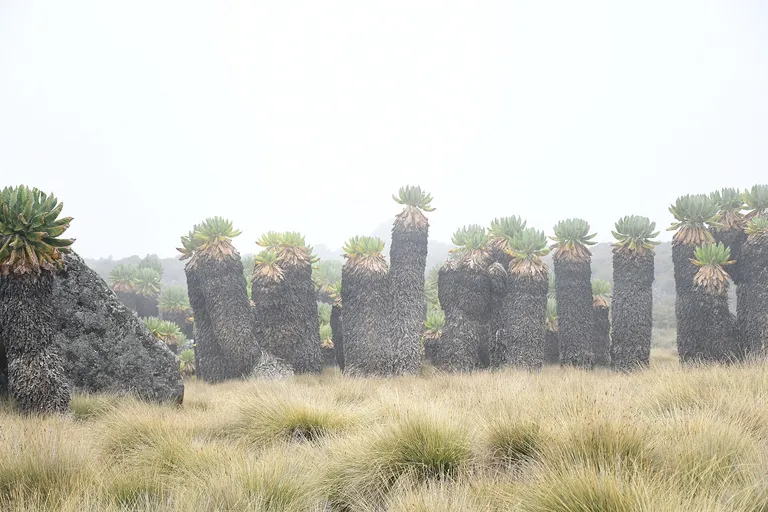 Grove of giant groundsels in the heath zone of Kilimanjaro