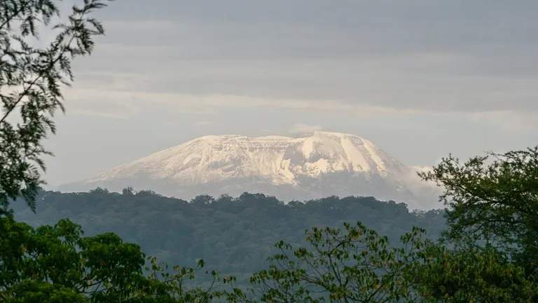 Kibo, the snow-capped summit of Kilimanjaro, above forest at dawn