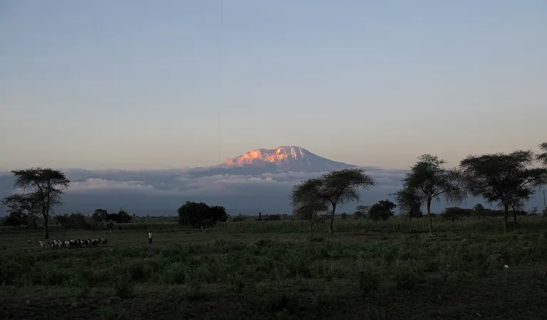 Kilimanjaro at sunset with acacia trees in the foreground
