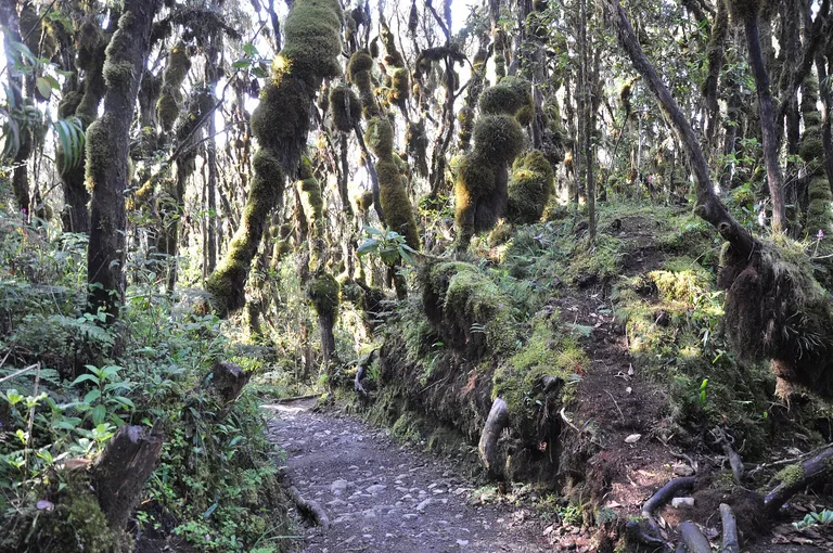 Mossy montane rainforest trail on the slopes of Kilimanjaro