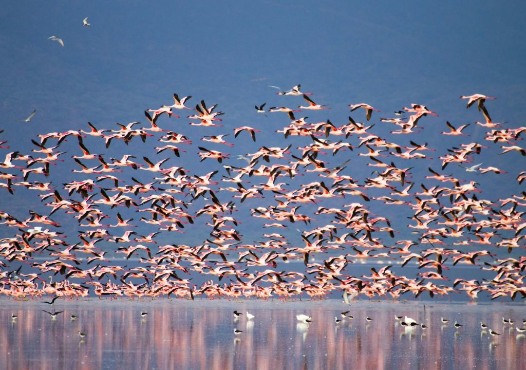 A large flock of flamingos flying over a calm lake with mountains in the background. Lake Manyara