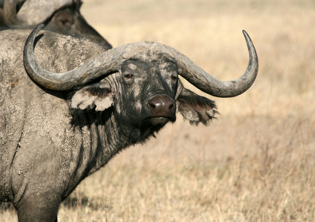 Buffalo - Ngorongoro Crater, Tanzania, Africa