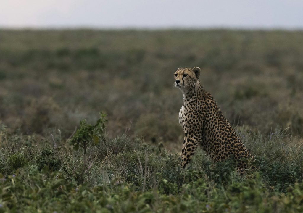 Cheetah (Acinonyx jubatus), Ndutu, Ngorongoro Conservation Area, Serengeti, Tanzania