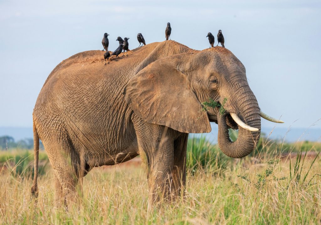 Cute elephant with birds on it in safari of Uganda, Africa