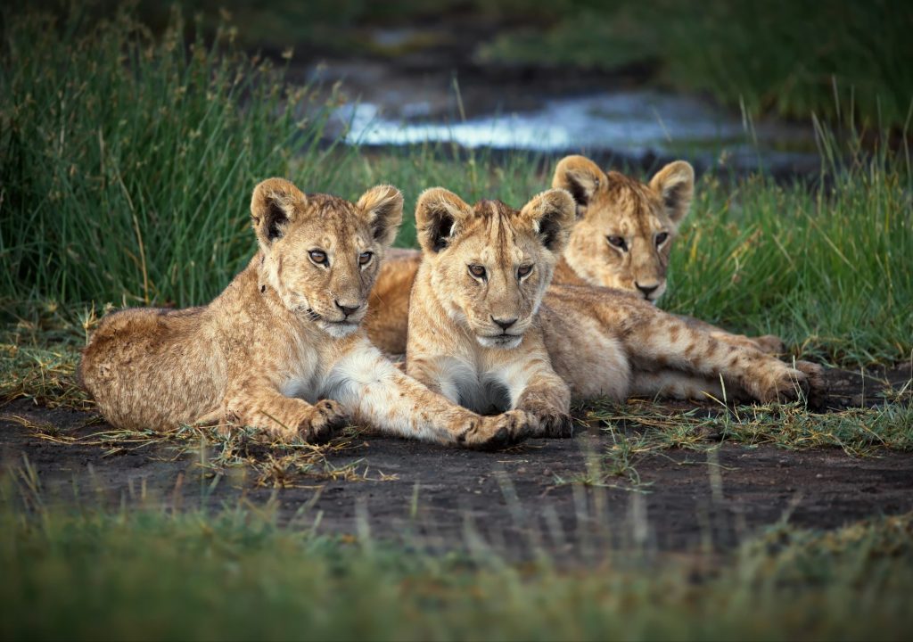 Group of baby lions in Tanzania