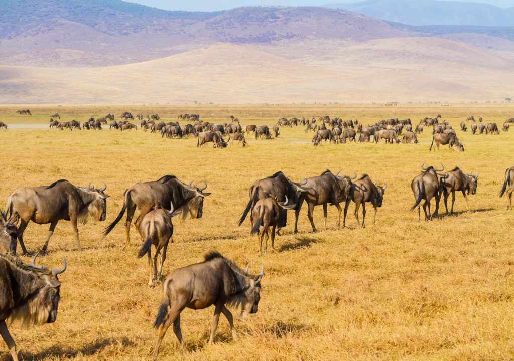 Herds of wildebeests walking in Ngorongoro