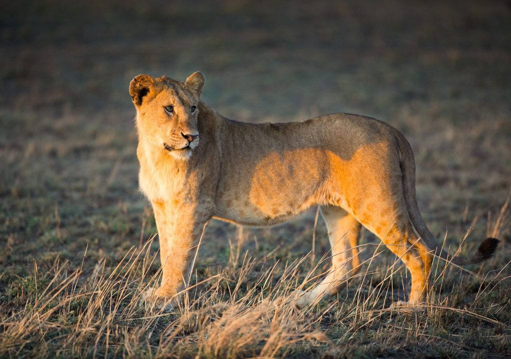 Lion in Serengeti