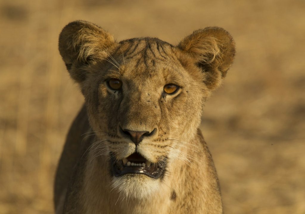 Lion, Panthera leo, Tarangire National Park, Tanzania