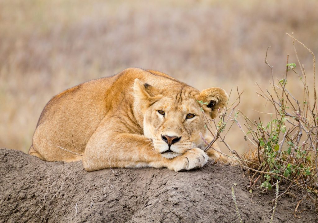 Lioness close up. Serengeti National Park, Tanzania, Africa