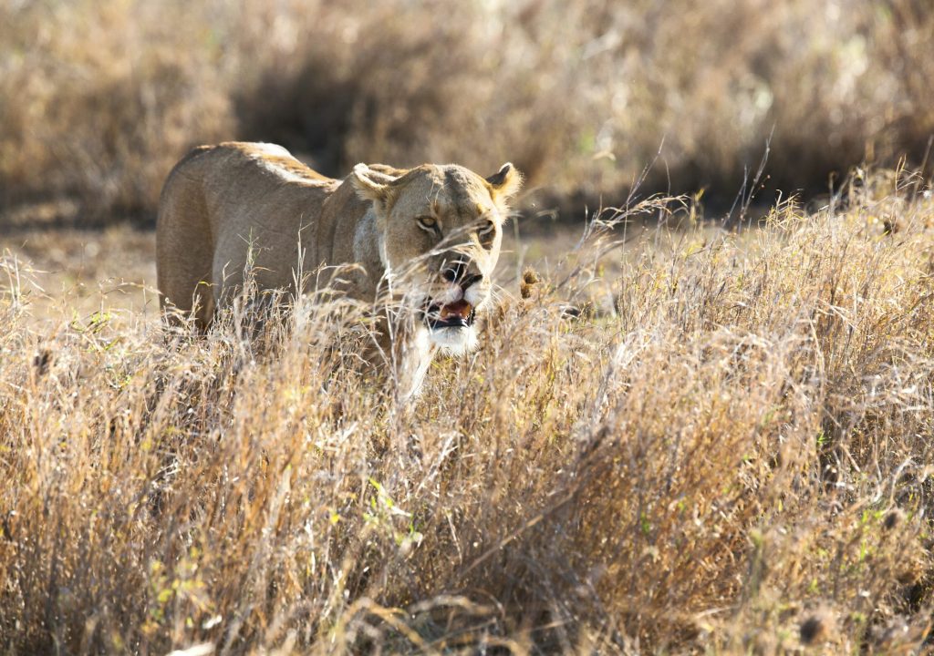 Lioness in Serengeti