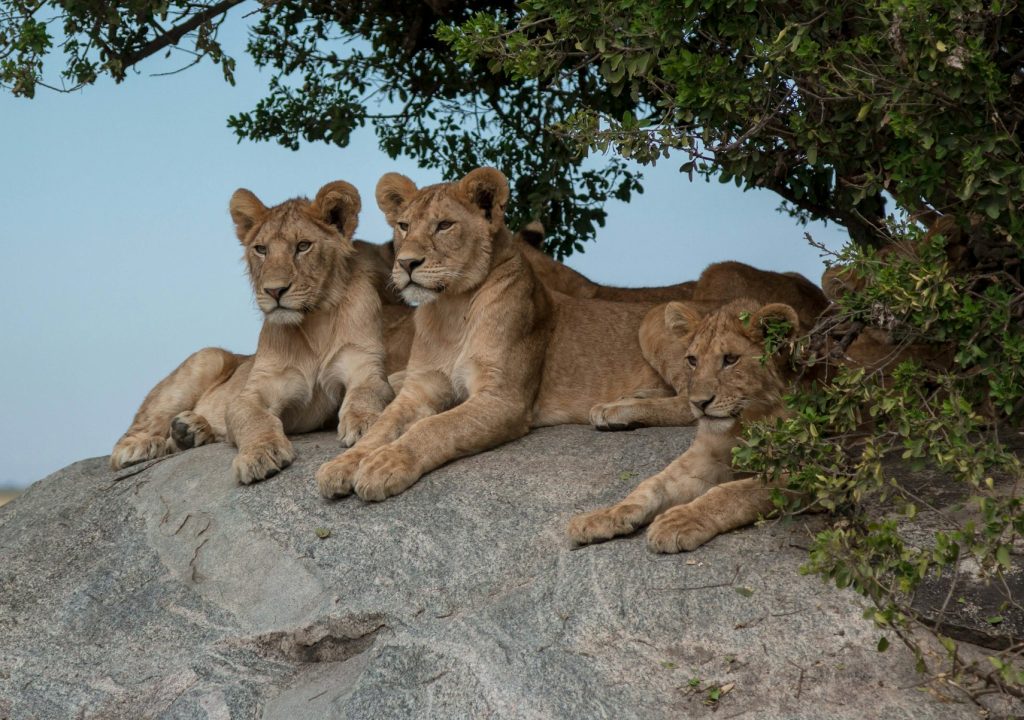 Lions lying on a rock in The Serengeti Park in Tanzania