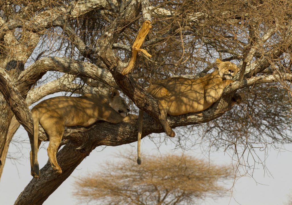 Two lions (Panthera leo), relaxing in tree, Tarangire National Park, Tanzania, Africa