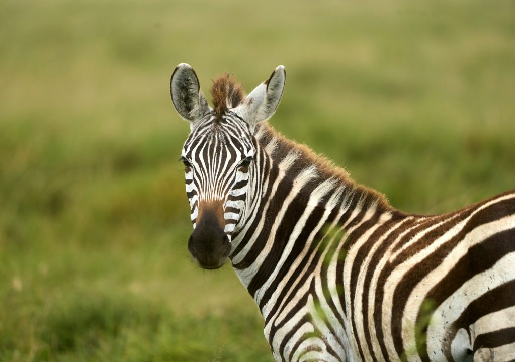 Wild zebra turning to look at camera in the savanna